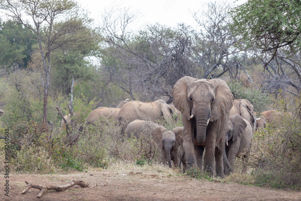 Fototapeta premium Elephants walking through the African bush