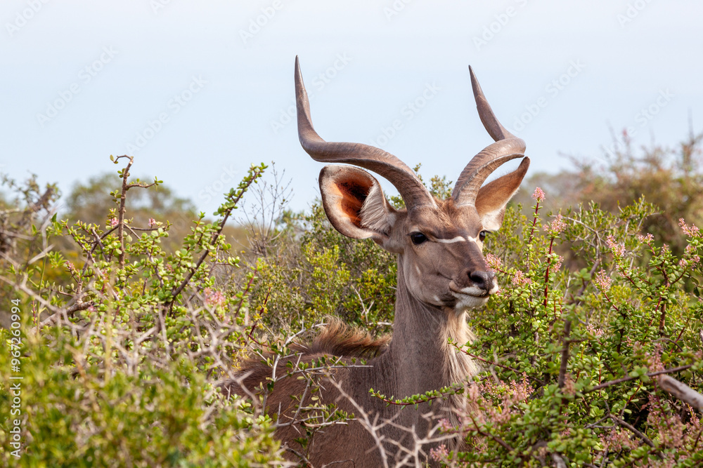 Fototapeta premium Kudu looking to the right
