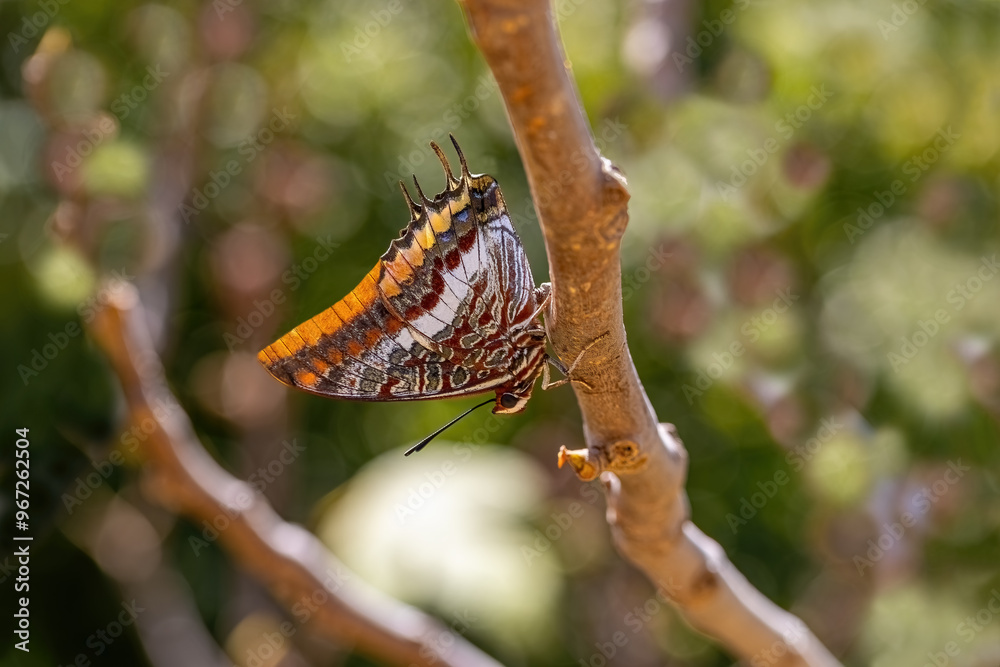 Double-Tailed Pasha butterfly (Charaxes jasius). On a fig tree, one of its favorite habitats. Izmir - Türkiye