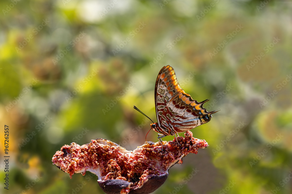Double-Tailed Pasha butterfly (Charaxes jasius). On a fig tree, one of its favorite habitats. Izmir - Türkiye