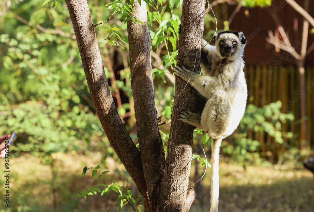 Obraz premium Lemur Sifaka climbing a tree in Madagascar during a sunny afternoon, showcasing its agility and playful nature in natural habitat