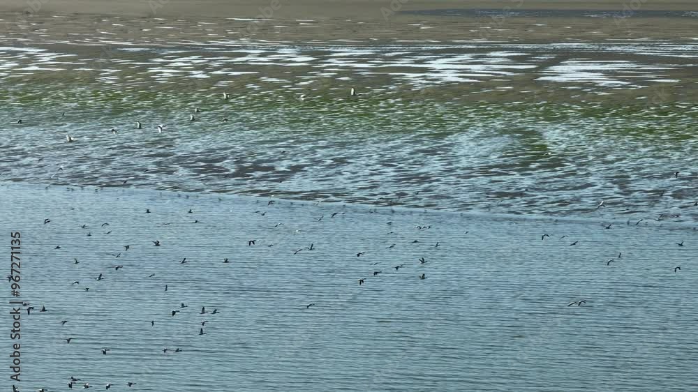 Tracking aerial shot of birds flying by tidal mud flats in Netherlands Tracking aerial shot of birds flying by tidal mud flats in Netherlands