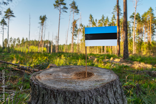 UN Climate Change Conference. Estonia Deforestation. Ecological disaster, deforestation in Parnu and Ida Viru. Felled pine trees. 2024 photo