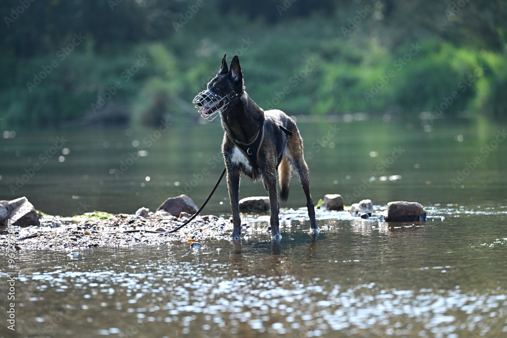 Hunde am Fluss. Malinois Rudel beim Baden am Wasser Hunde am Fluss. Malinois Rudel beim Baden am Wasser