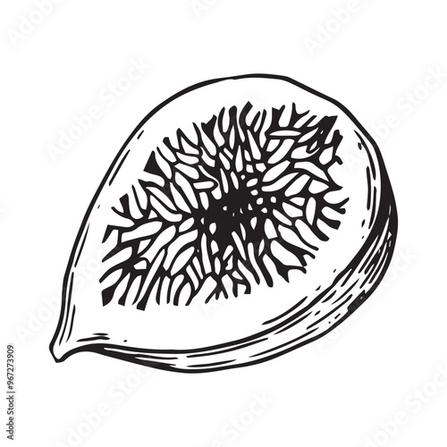 figs, ripe fruit. linear drawing in sketch style