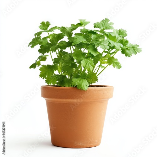 a potted cilantro plant