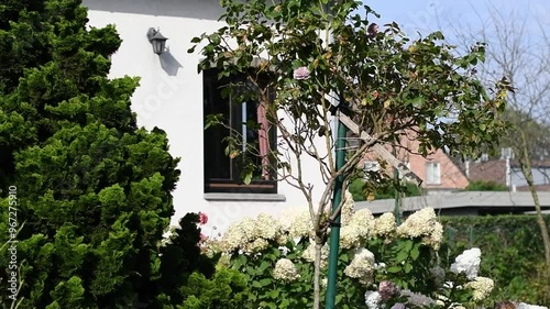 standard rose Novalis growing in front of a house with a white wall, beautiful garden with flower hydrangeas, photo