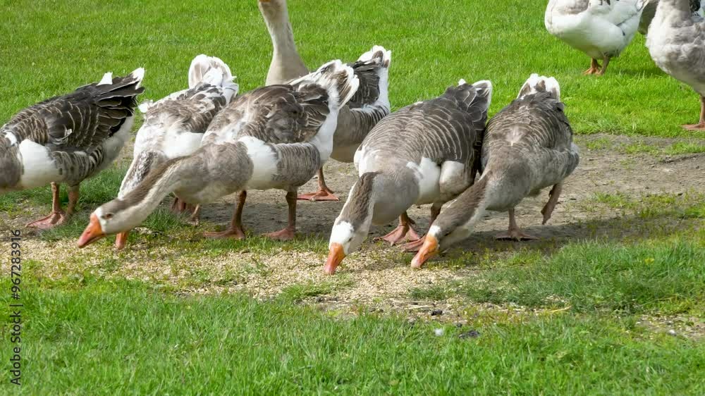 Livestock private farm. Geese graze on a green meadow and eat organic grass. Small agribusiness. Livestock private farm. Geese graze on a green meadow and eat organic grass. Small agribusiness.