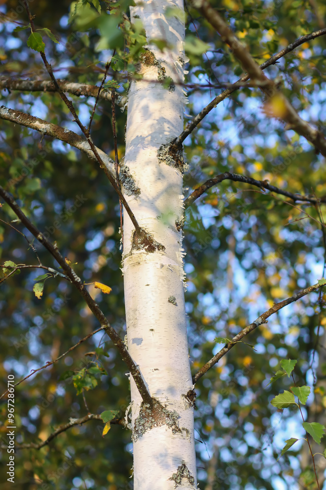 Fototapeta premium Tranquil autumn nature background in a sunset light. Birch trees.