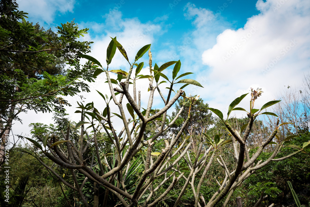 Obraz premium Exploring the diverse flora of Madagascar under a vibrant blue sky in an afternoon setting