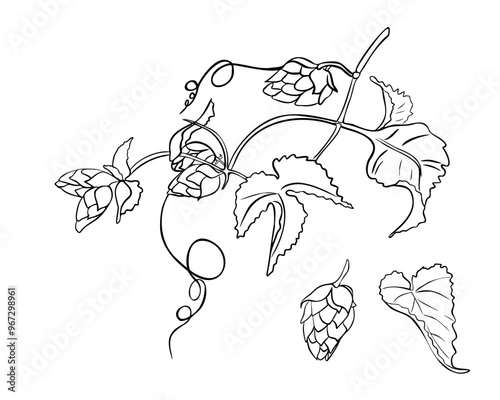 Hop vine, humulus plant black white silhouette vector illustration isolated. Hop cones on branch leaves contour hand drawn in botanical sketch for design beer label, herbal packaging, Oktoberfest.