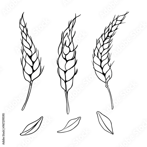 Wheat ear and grains monochrome outline vector illustration isolated. Set of spikelet rye, barley black white silhouette hand drawn by ink for design beer label, natural product, grocery, bakery.