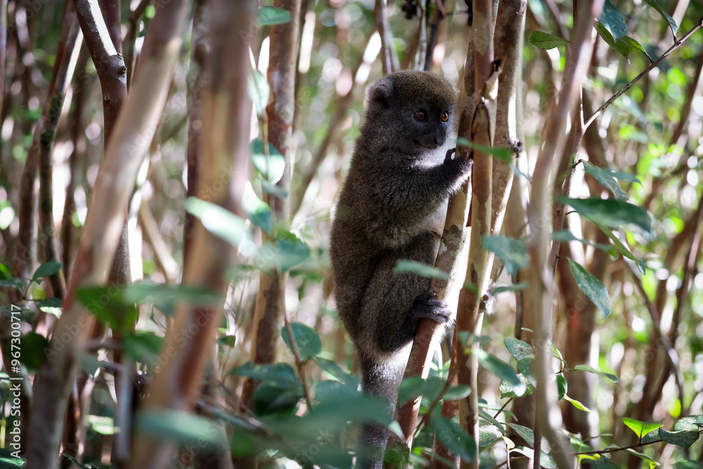 Fototapeta premium Bamboo lemur climbing among dense foliage in Madagascar's lush forests during daylight
