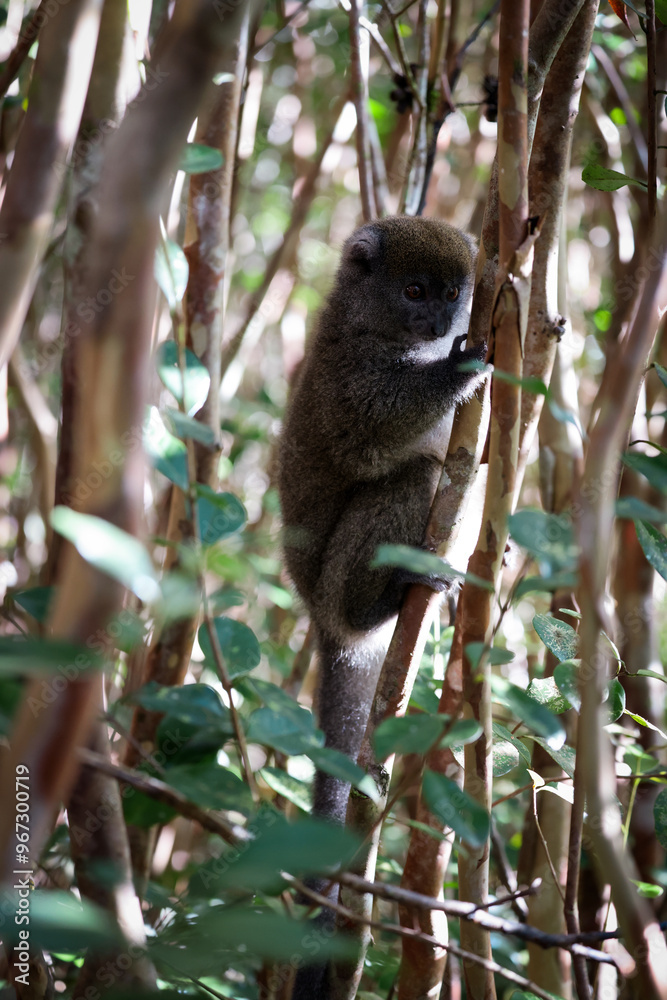 Fototapeta premium Bamboo lemur foraging among the dense foliage in Madagascar's vibrant rainforest