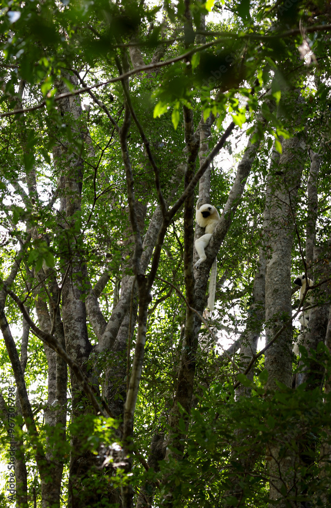 Obraz premium Lemurs resting among lush trees in Madagascar, showcasing their unique behavior in the wild habitat of the island