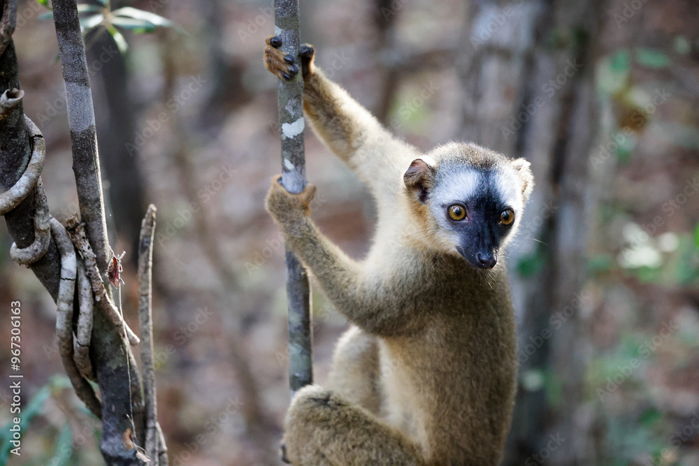 Obraz premium Lemur climbing a tree branch in the forests of Madagascar during daylight hours