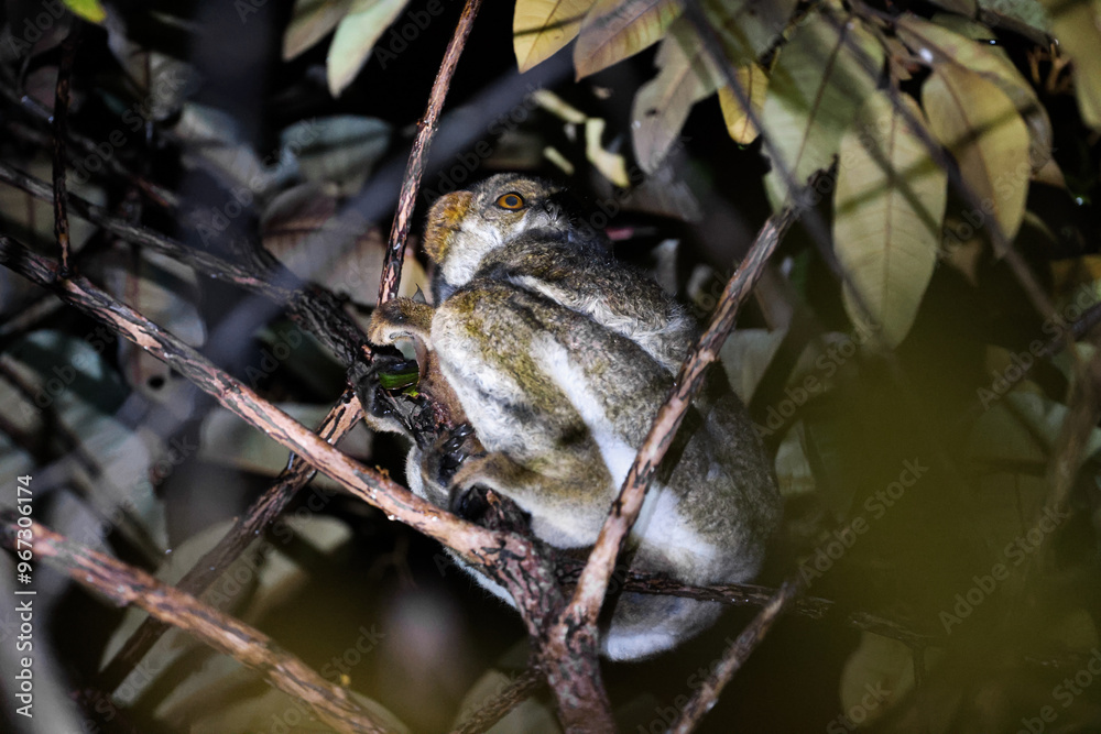 Fototapeta premium Lemurs perched in the lush trees of Madagascar during twilight hours, showcasing their unique features and vibrant environment