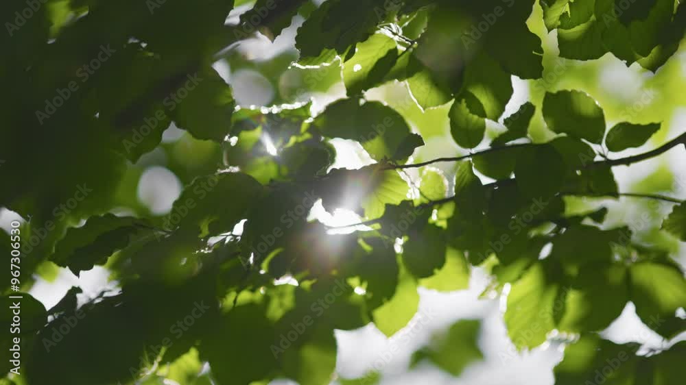 Green leaves waving in the wind. Rich green tree branch with roundish bokeh, sun shining through with lens flare. Abstract slow motion summer nature background. Sunbeam breaking through the leaves