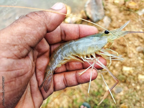 freshly harvested big freshwater prawn in hand in nice blur background