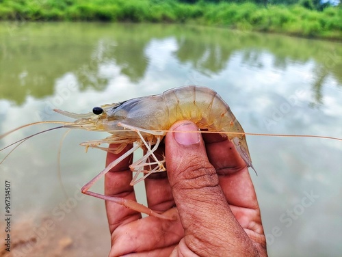 freshly harvested big freshwater prawn in hand in nice blur background photo