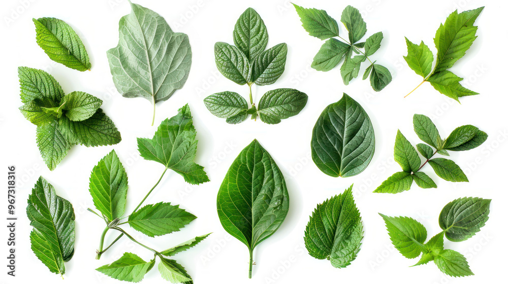 Fresh green leaves in various shapes and sizes create vibrant and natural display, showcasing beauty of natures diversity Fresh green leaves in various shapes and sizes create vibrant and natural display, showcasing beauty of natures diversity