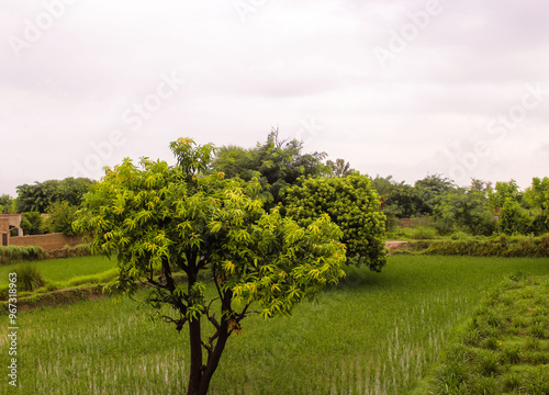 Mango farm and green fields. Beautiful scene of the village after the rain in the evening.  photo