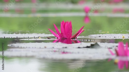 Pink Lotus Flower in Water