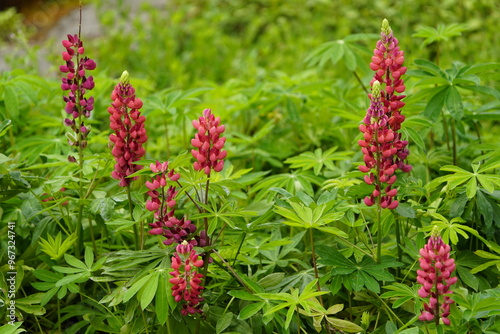  Red Lupinus polyphyllus, Fabaceae family. Hanover, Germany. 