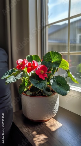 a potted begonia plant by the window in minimalist style of indoor plants