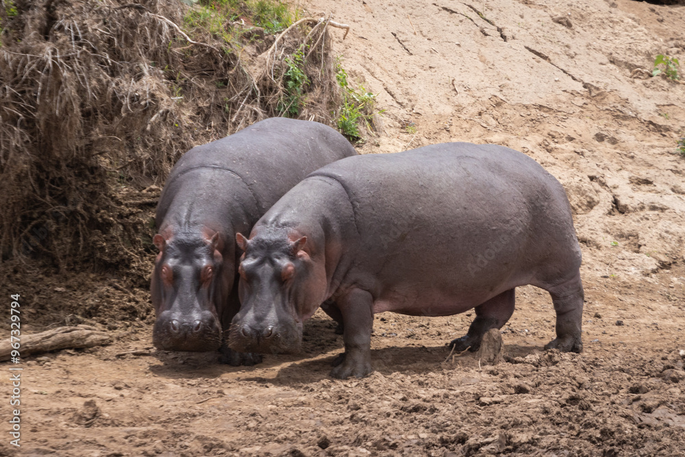 Hippopotamus Pair Hippopotamus Pair