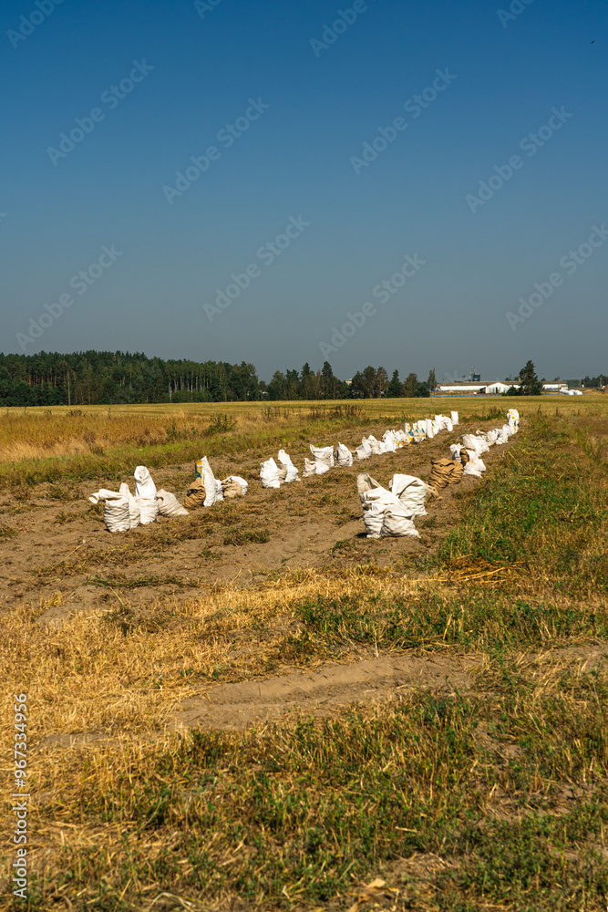 Obraz premium Bags of potatoes in the field. September, harvest, harvest in the village
