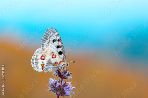 Fotografi white-coloured, red-black-spotted mountain butterfly that wanders at high altitu