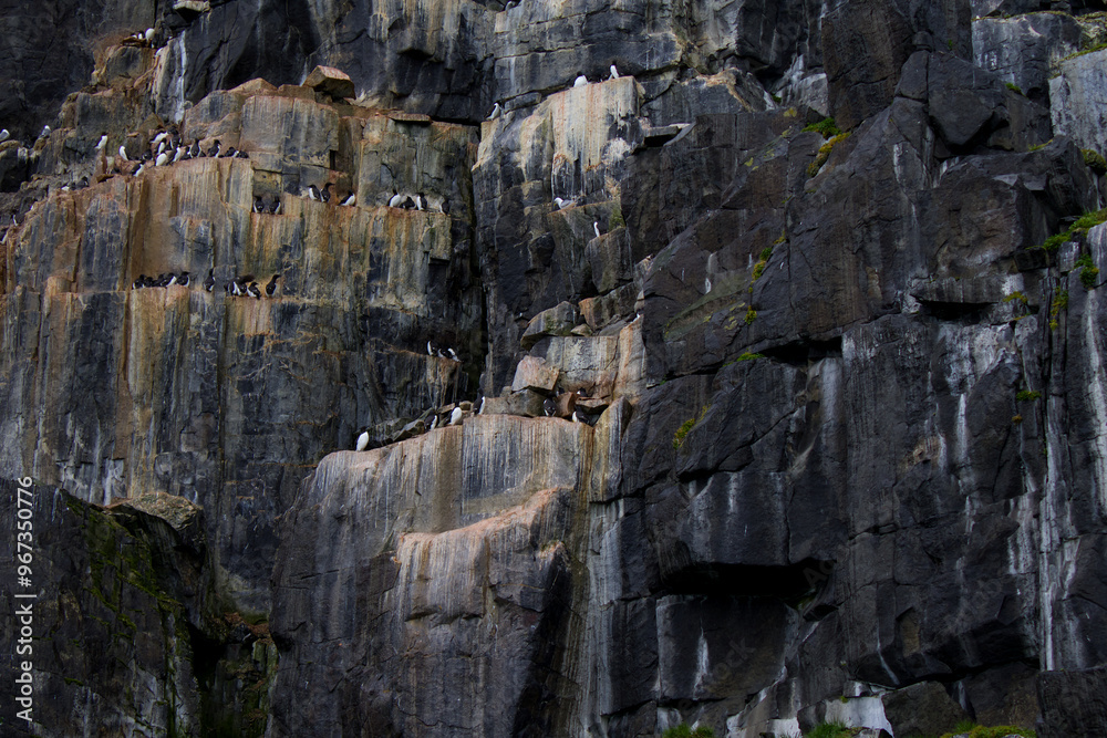 Fototapeta premium Colony of Brunnich Guillemot on the cliffs of Alkefjellet, Svalbard Islands