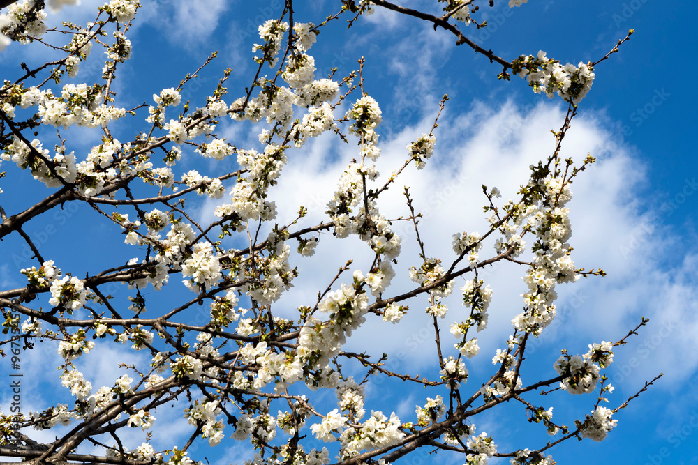 photo of a blue sky through the branches of a blooming cherry tree photo of a blue sky through the branches of a blooming cherry tree