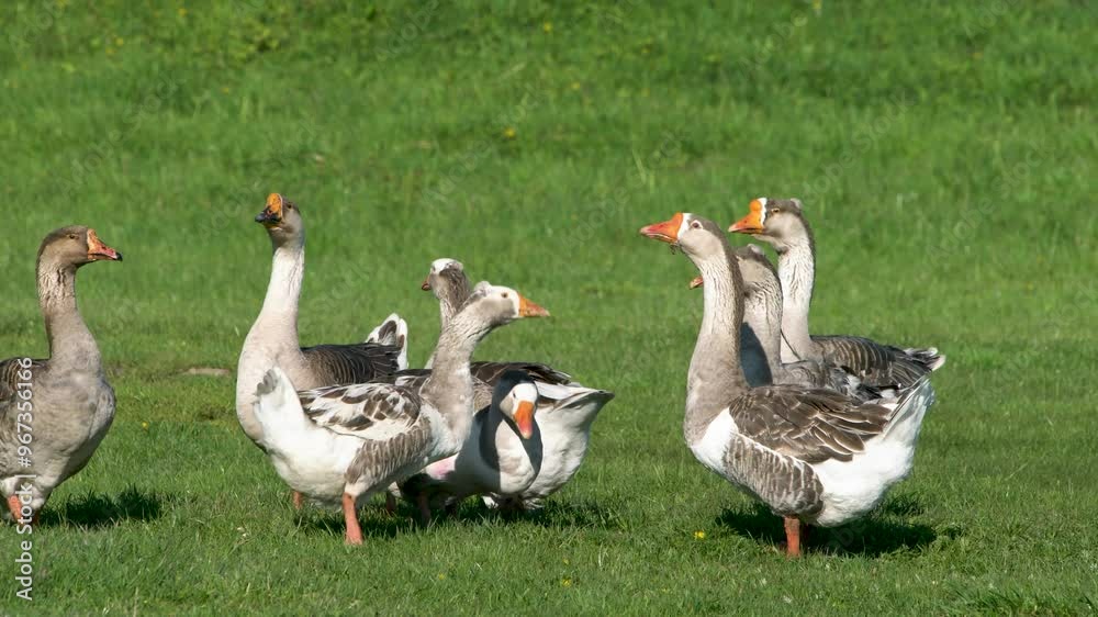 Livestock private farm. Geese graze on a green meadow and eat organic grass. Small agribusiness. Livestock private farm. Geese graze on a green meadow and eat organic grass. Small agribusiness.