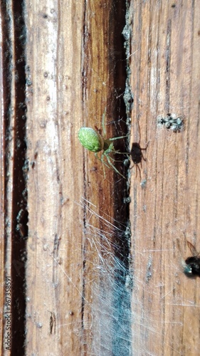 Green spider caught its prey 