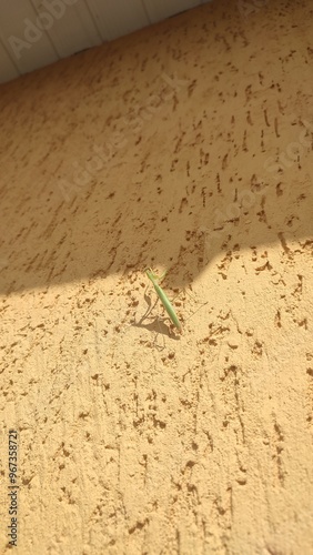 female praying mantis on the wall of the house
