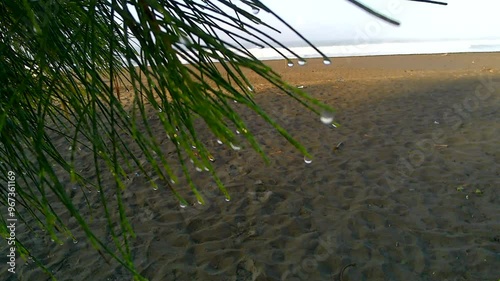 Footage of dewy sea cypress on the beach
