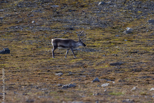 Reindeer grazing on the tundra of Bamsebu in Svalbard photo