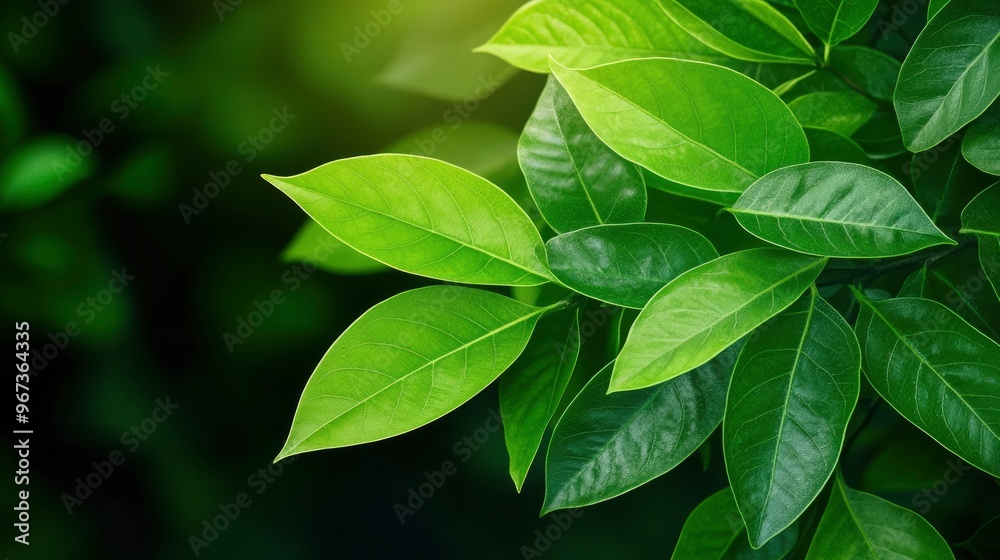 Lush Green Leaves in Sunlight Lush Green Leaves in Sunlight