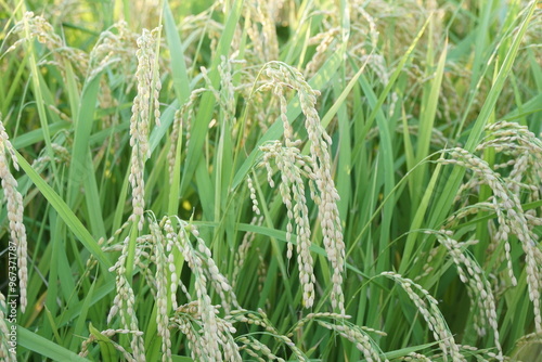 Rice Fields in Higashihiroshima City, Hiroshima Prefecture, Japan. Japanese Rice is ripening all over the fields in Hiroshima Prefecture, Japan.