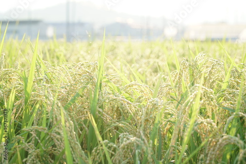 Blurry Rice Fields in Higashihiroshima City, Hiroshima Prefecture, Japan. Japanese Rice is ripening all over the fields in Hiroshima Prefecture, Japan.