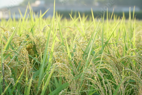 Rice Fields in Higashihiroshima City, Hiroshima Prefecture, Japan. Japanese Rice is ripening all over the fields in Hiroshima Prefecture, Japan.