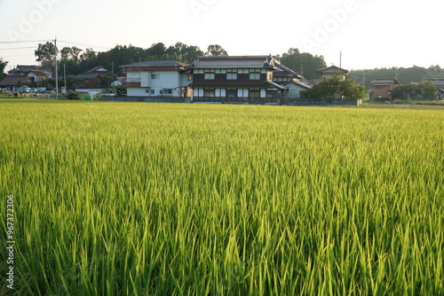 Rice Fields in Higashihiroshima City, Hiroshima Prefecture, Japan. Japanese Rice is ripening all over the fields in Hiroshima Prefecture, Japan.
