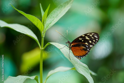 Passion-flower Butterfly
