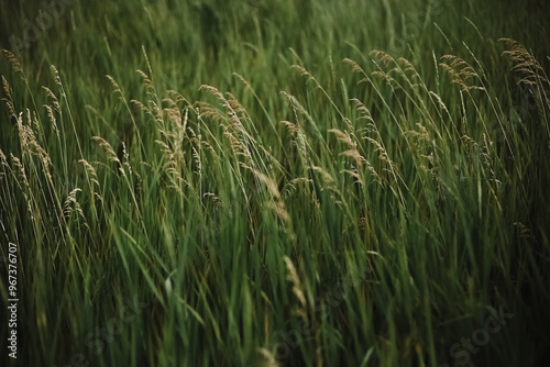 green grass background