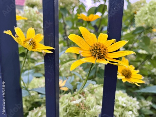 yellow flowers behind the hedge