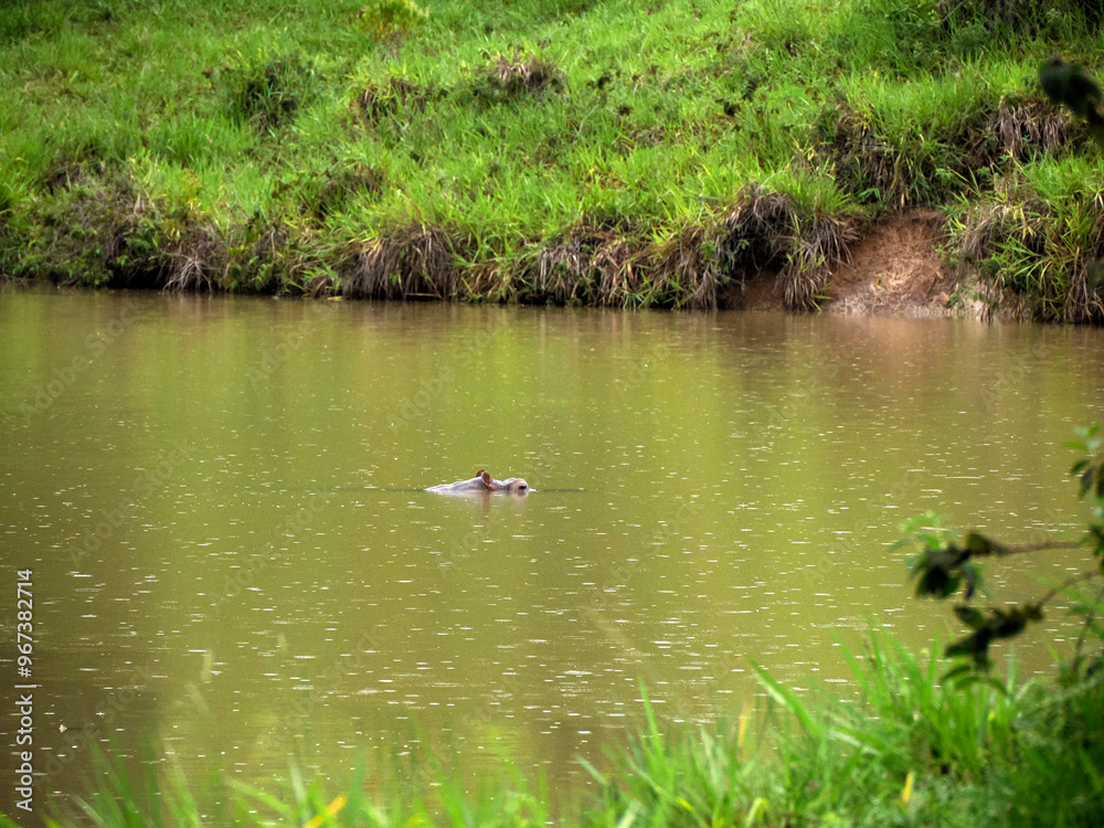 Hippos live free in the rivers and lakes of Colombia Hippos live free in the rivers and lakes of Colombia
