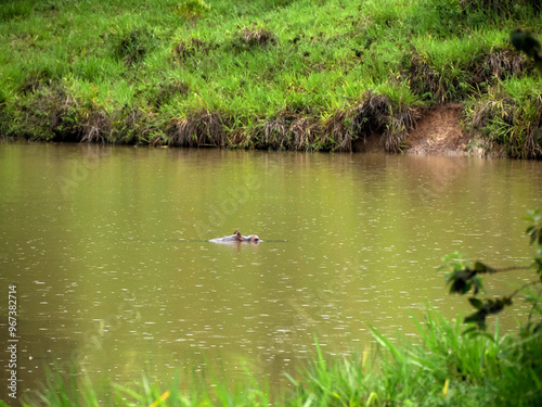 Hippos live free in the rivers and lakes of Colombia