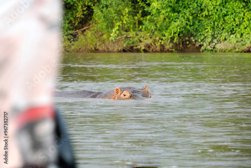 Foto Hippos live free in the rivers and lakes of Colombia, rio magdalena